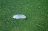 White feather lying on water completely covered with duckweed