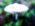 Blurry white mushroom